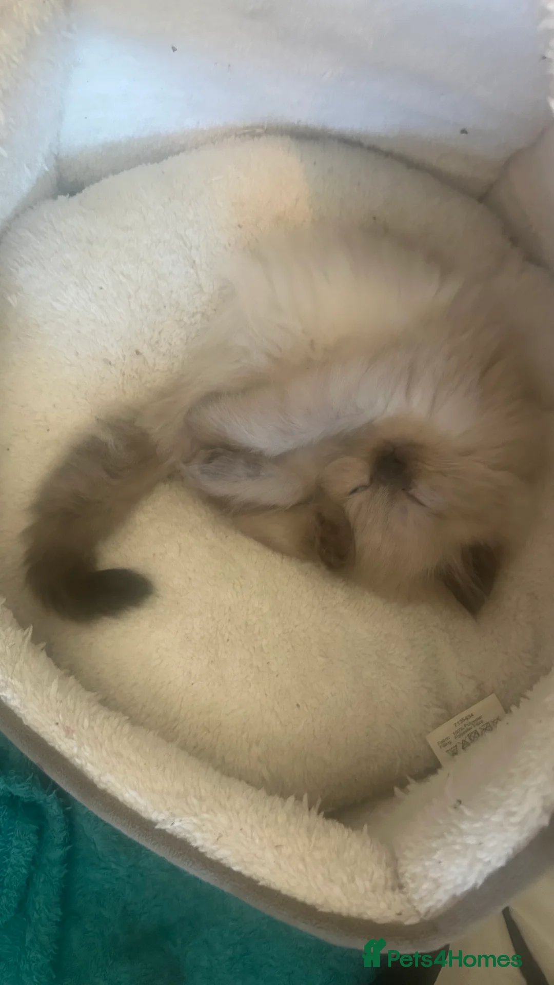Persian cats for sale: Beautiful flat face  Persian x ragdoll kittens  in Glasgow - Advert 2