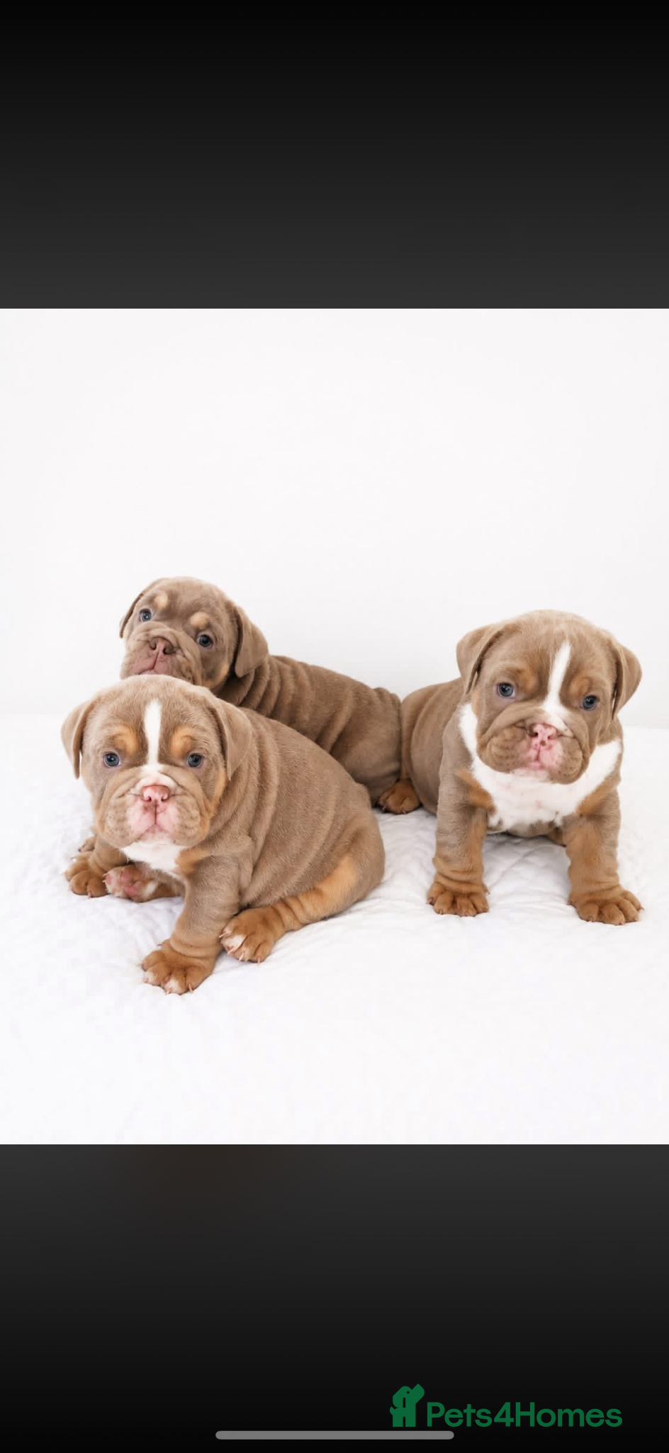 English Bulldog dogs English bulldogs  - Advert 5