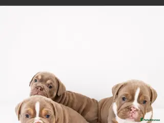 English Bulldog dogs English bulldogs - Advert 15