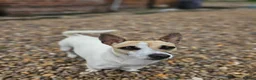 Jack Russell dogs for sale: Jack russell bitch - Advert 5