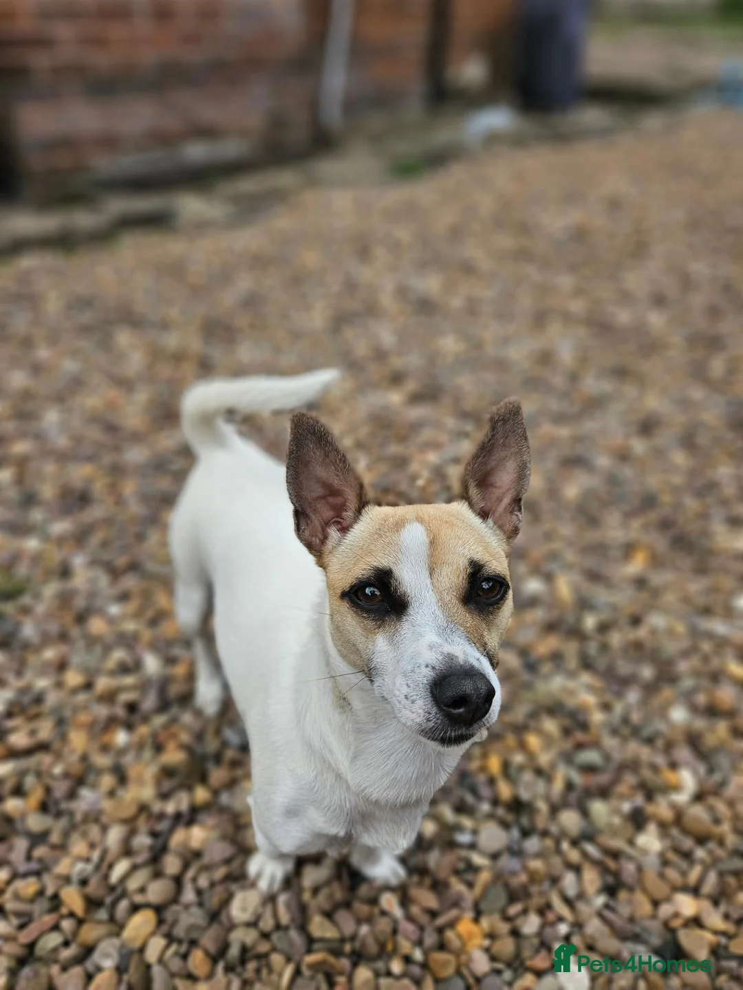 Jack Russell dogs for sale: Jack russell bitch - Advert 5