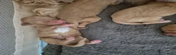 Cockapoo dogs for sale: Beautiful pups 🐶  - Advert 9
