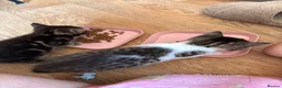 Mixed Breed cats for sale: Turkish van x American wire hair  - Advert 7