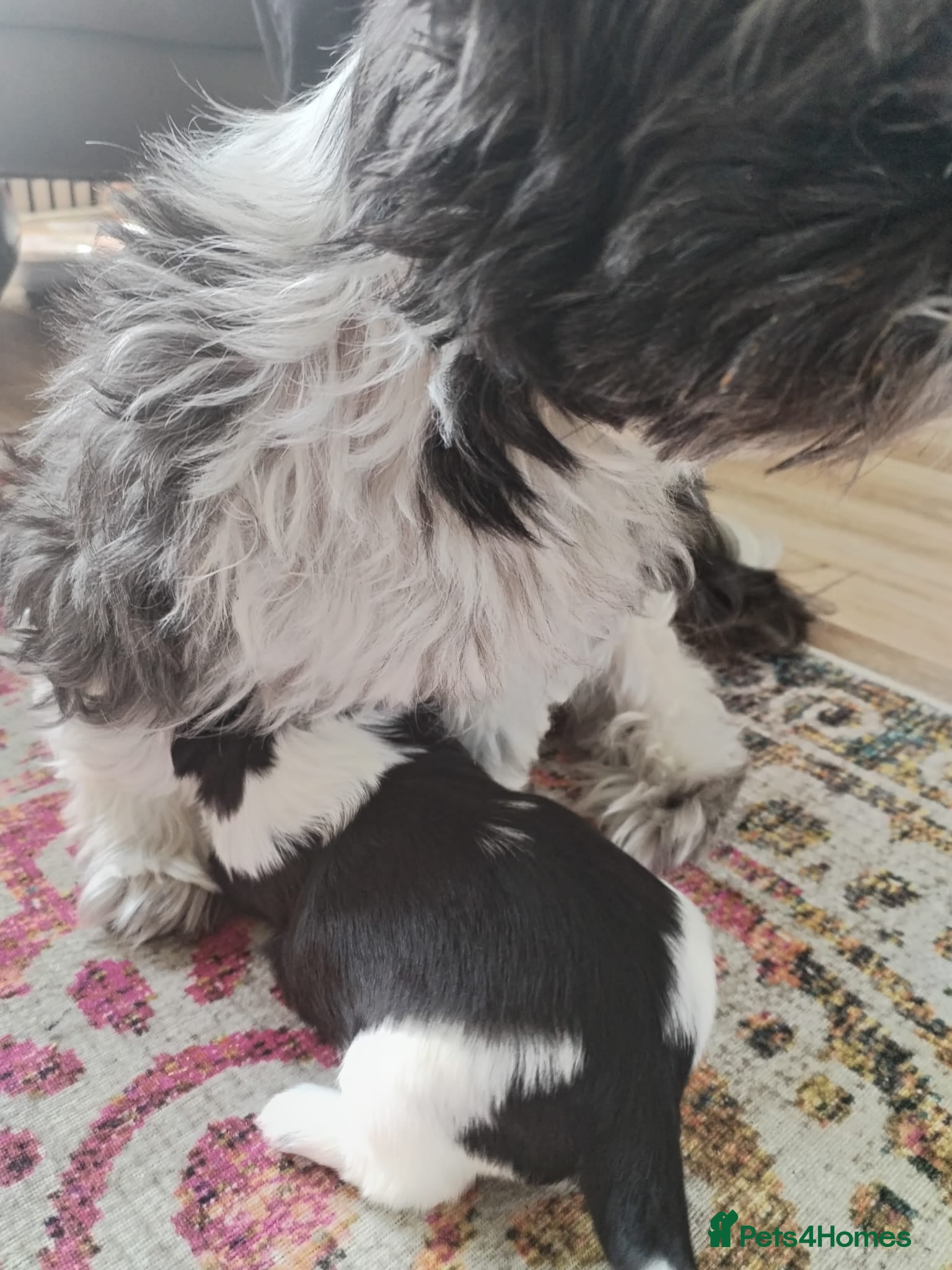 Shih Tzu dogs for sale: Shih Tzu Puppies From Small Imperial-Type Mum - Advert 3