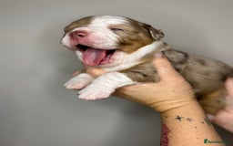 Olde English Bulldogge dogs for sale: The BEST visual fluffy oebs available ⭐️  - Image 9