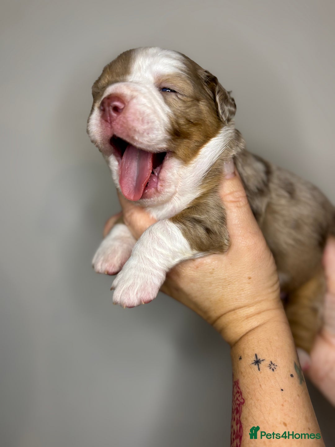 Olde English Bulldogge dogs for sale: The BEST visual fluffy oebs available ⭐️  - Image 9