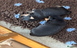 Yorkshire Terrier dogs for sale: Yorkshire terrier - Image 5