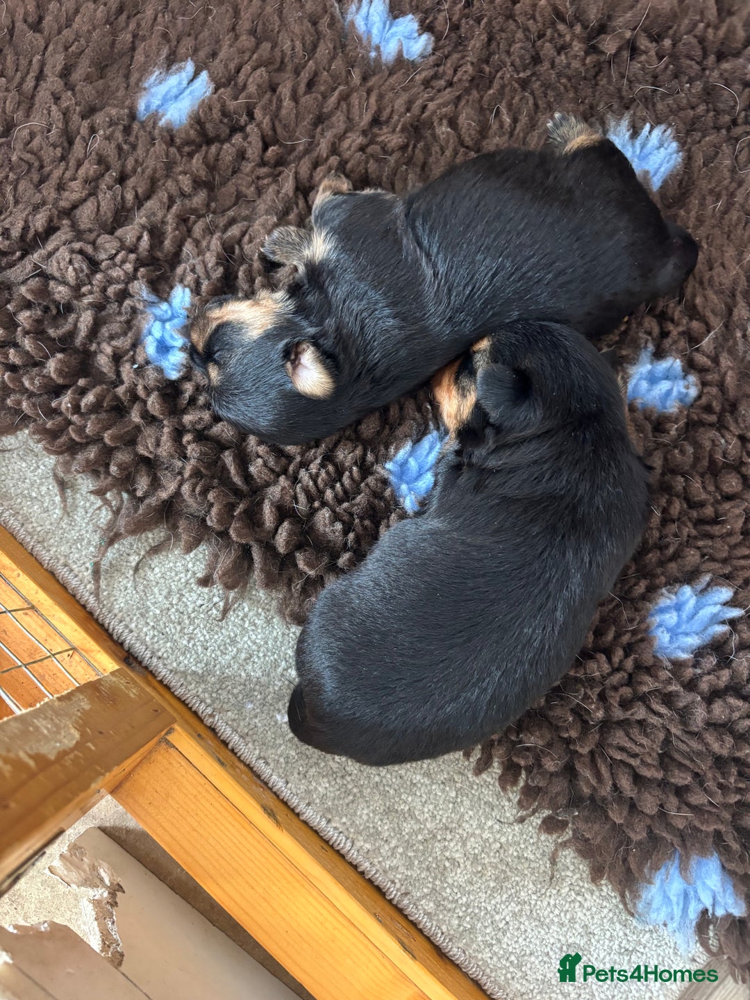 Yorkshire Terrier dogs for sale: Yorkshire terrier - Image 5