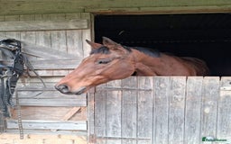 English Thoroughbred horses for sale: X2 safe stunning geldings alrounders - Image 13