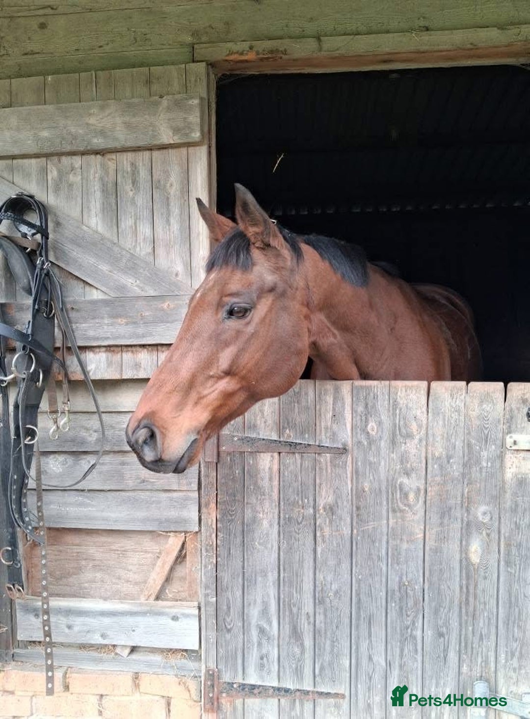 English Thoroughbred horses for sale: X2 safe stunning geldings alrounders - Image 13