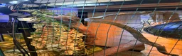 Chameleon reptiles for sale: Male chameleon  - Advert 1