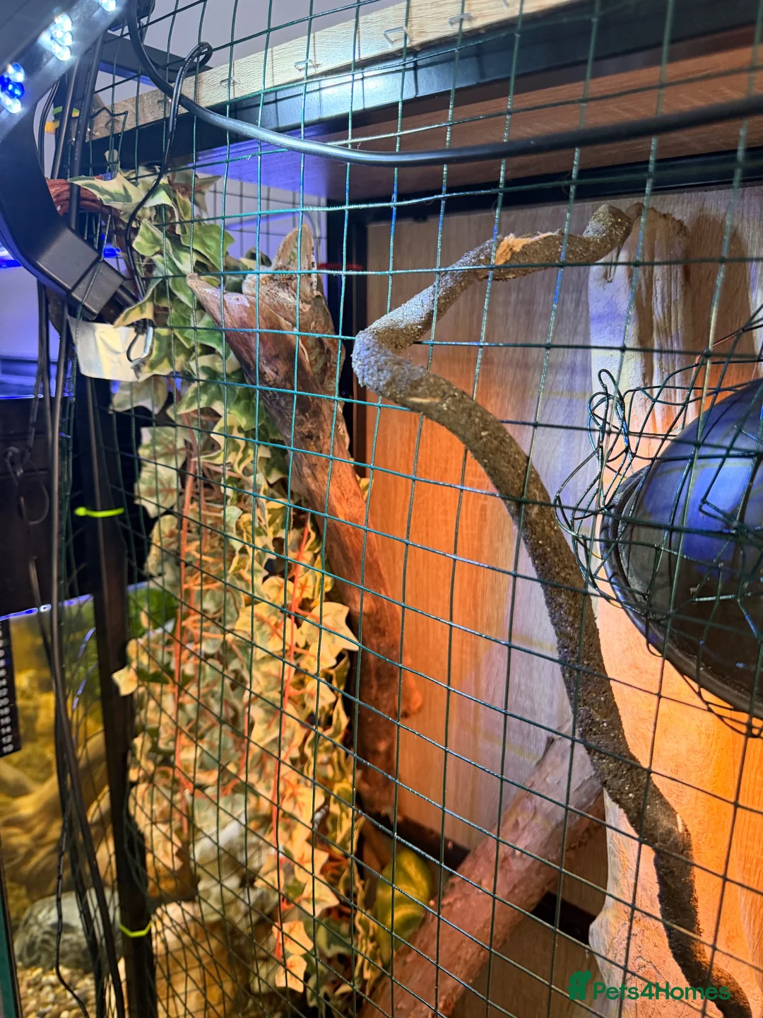 Chameleon reptiles for sale: Male chameleon  - Advert 1