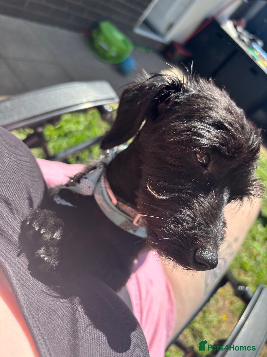 Doxiepoo dogs for sale: 2 year old doxiepoo - Image 4