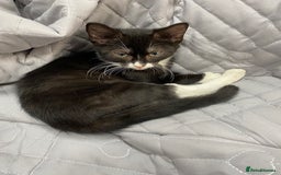 Bengal cats for sale: Beautiful female black and white kittenn - Image 1