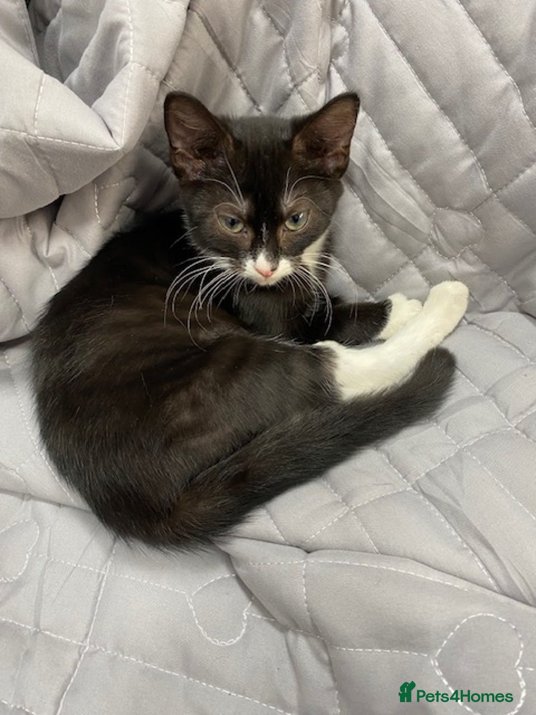 Bengal cats for sale: Beautiful female black and white kittenn - Image 1