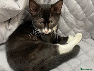 Bengal cats - Advert 5