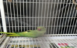Mixed Breed birds for sale: Female Indian Ringneck,male Cockatiel & hen budgie - Image 4