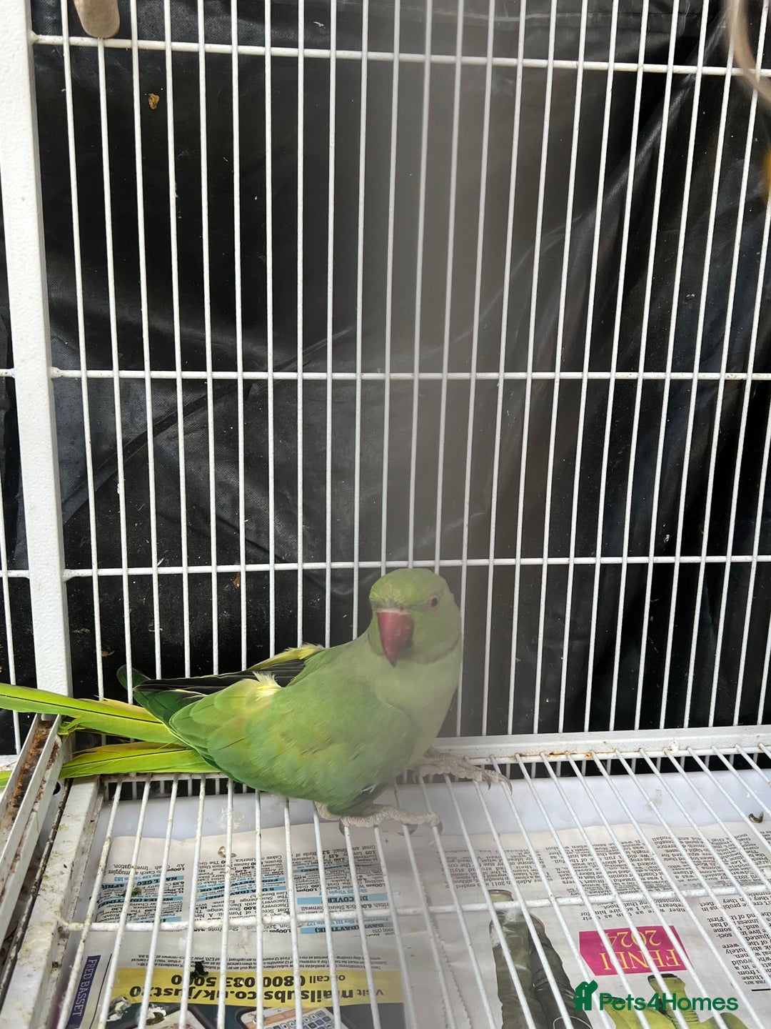 Mixed Breed birds for sale: Female Indian Ringneck,male Cockatiel & hen budgie - Image 4