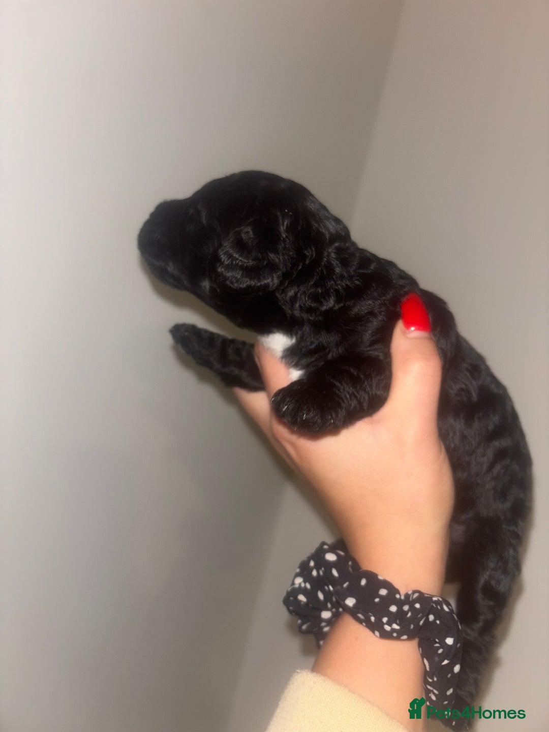 Cockapoo dogs for sale: Cockapoos puppies for sale *ready 19th feb* - Advert 13