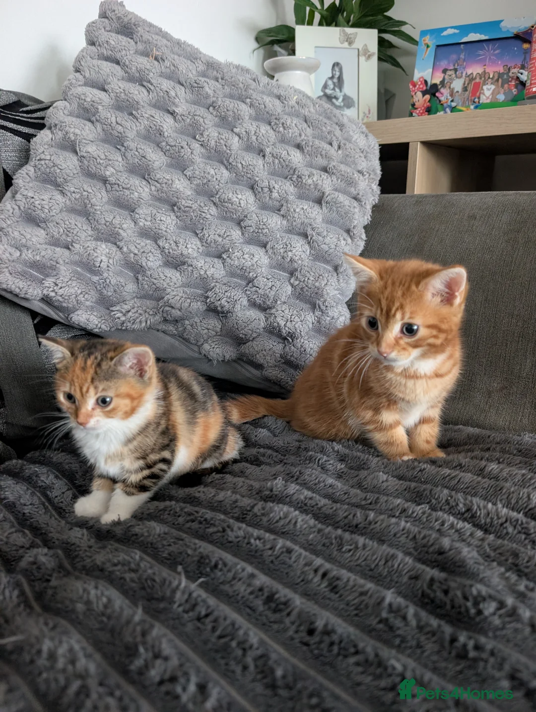 Mixed Breed cats for sale: Kitten's  - Advert 2