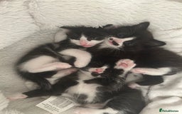 Mixed Breed cats for sale: 3 ragdoll mix kittens  - Image 9