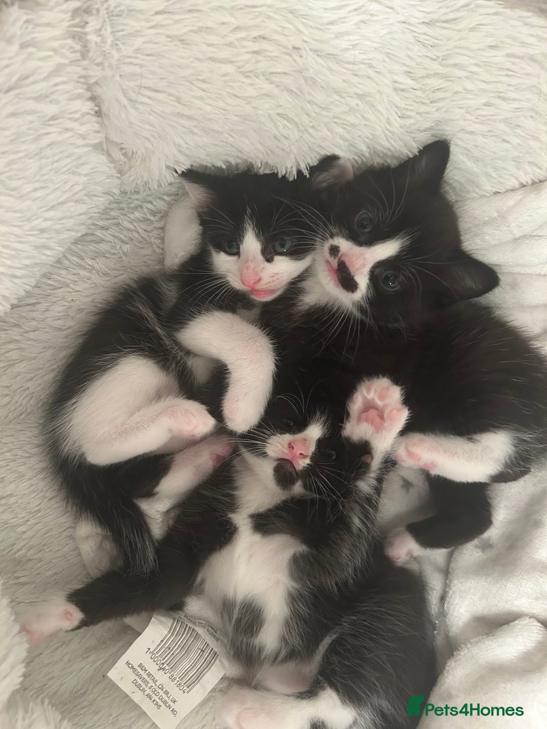Mixed Breed cats for sale: 3 ragdoll mix kittens  - Image 9