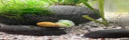 Snails invertebrates for sale: Golden mystery snail  in Hemel Hempstead - Advert 4