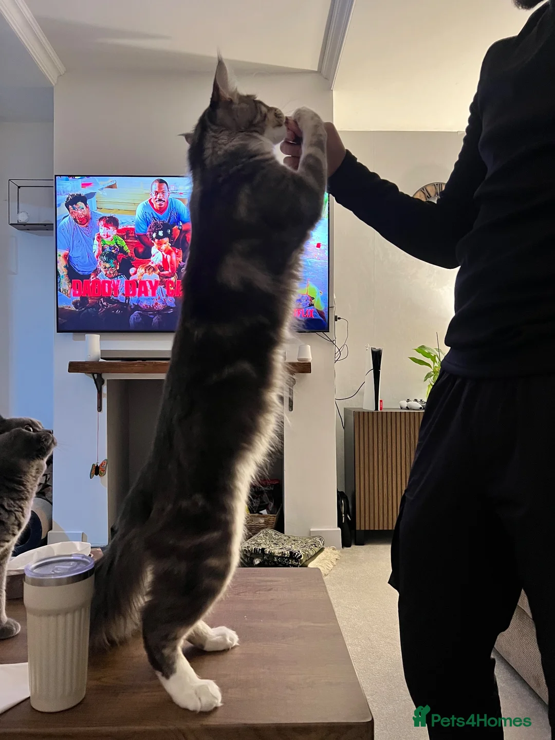 British Shorthair cats for sale: Male Maincoon & male British short hair - Advert 2