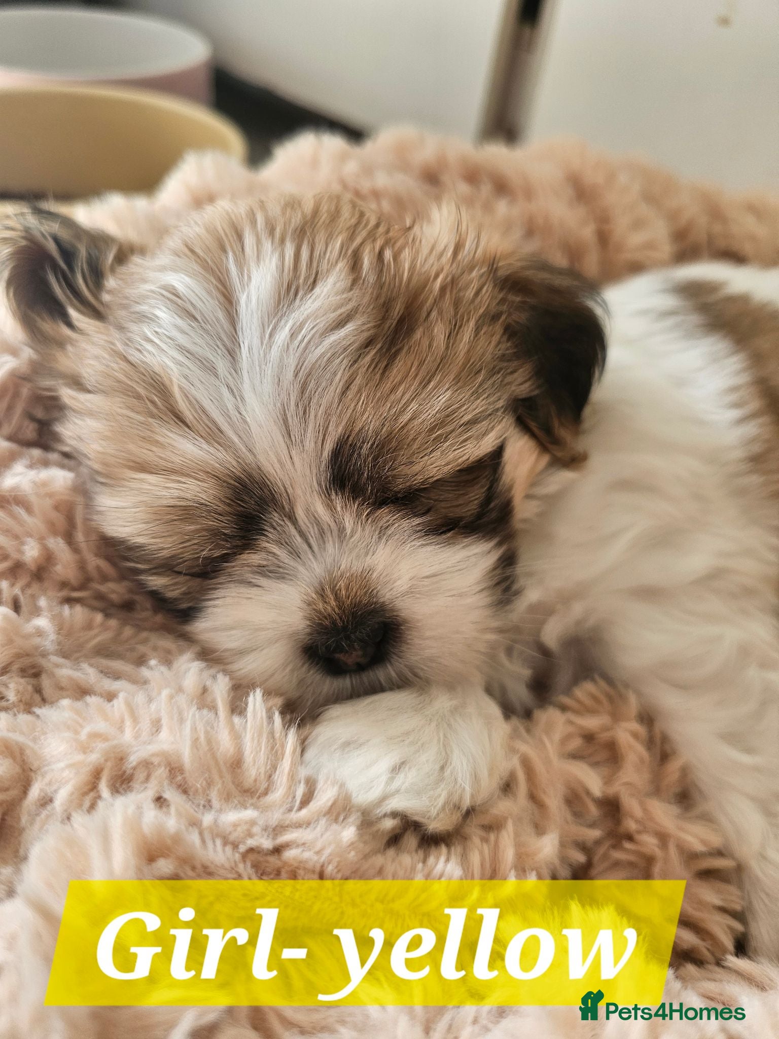 Lhasa Apso dogs Beautiful Lhasa Apso Puppies - 2 Girls and 3 Boys - Advert 1
