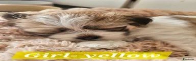 Girl- Yellow- Milka