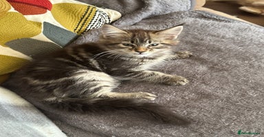 Maine Coon cats - Advert 6