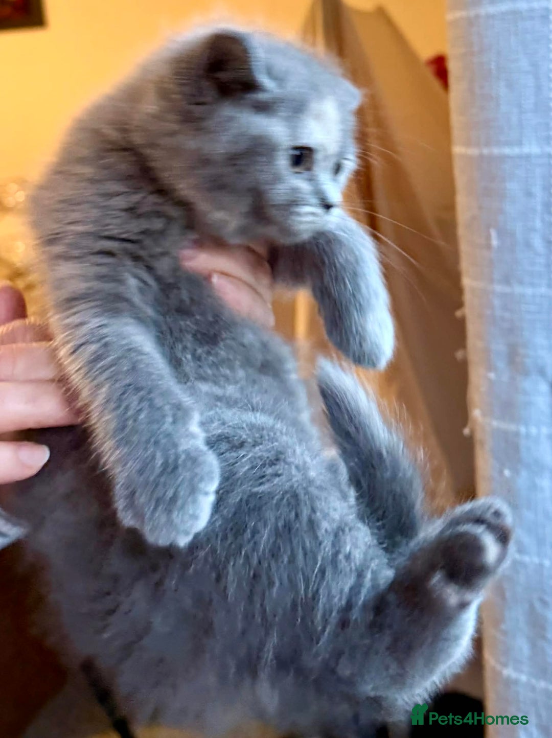 British Shorthair cats for sale: British Shorthair Kittens - Advert 19