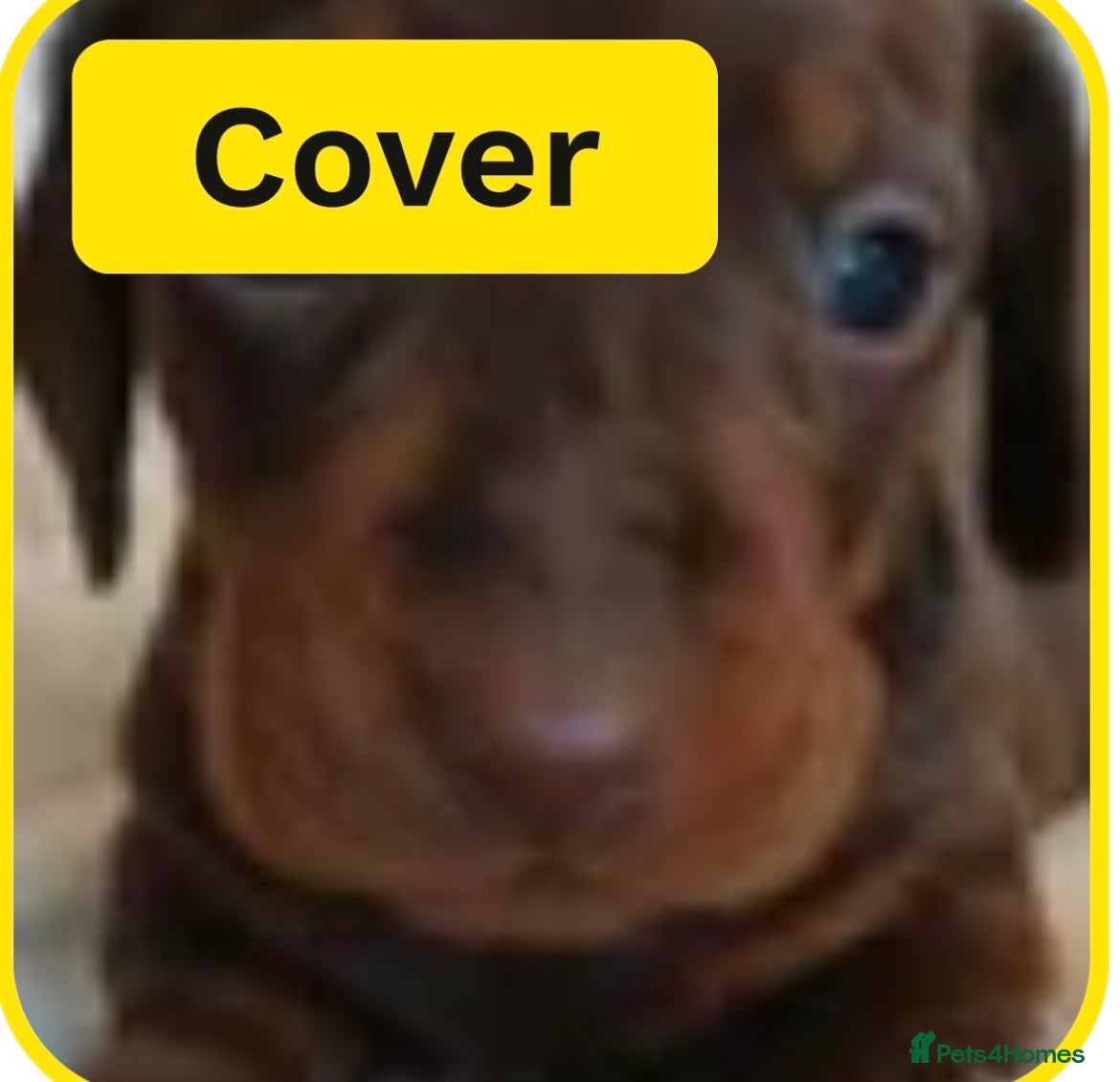 Miniature Dachshund dogs **READY NOW £800 ***MINI DACHSHUND PRA CLEAR  - Advert 13