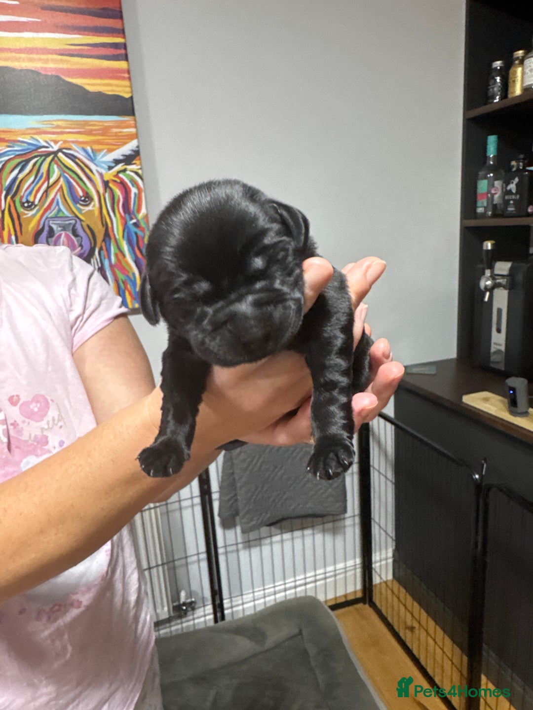 Labrador Retriever dogs for sale: Stunning litter of Labrador puppies - Image 9