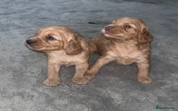 Cockapoo dogs for sale: F2 Cockapoos - Image 2