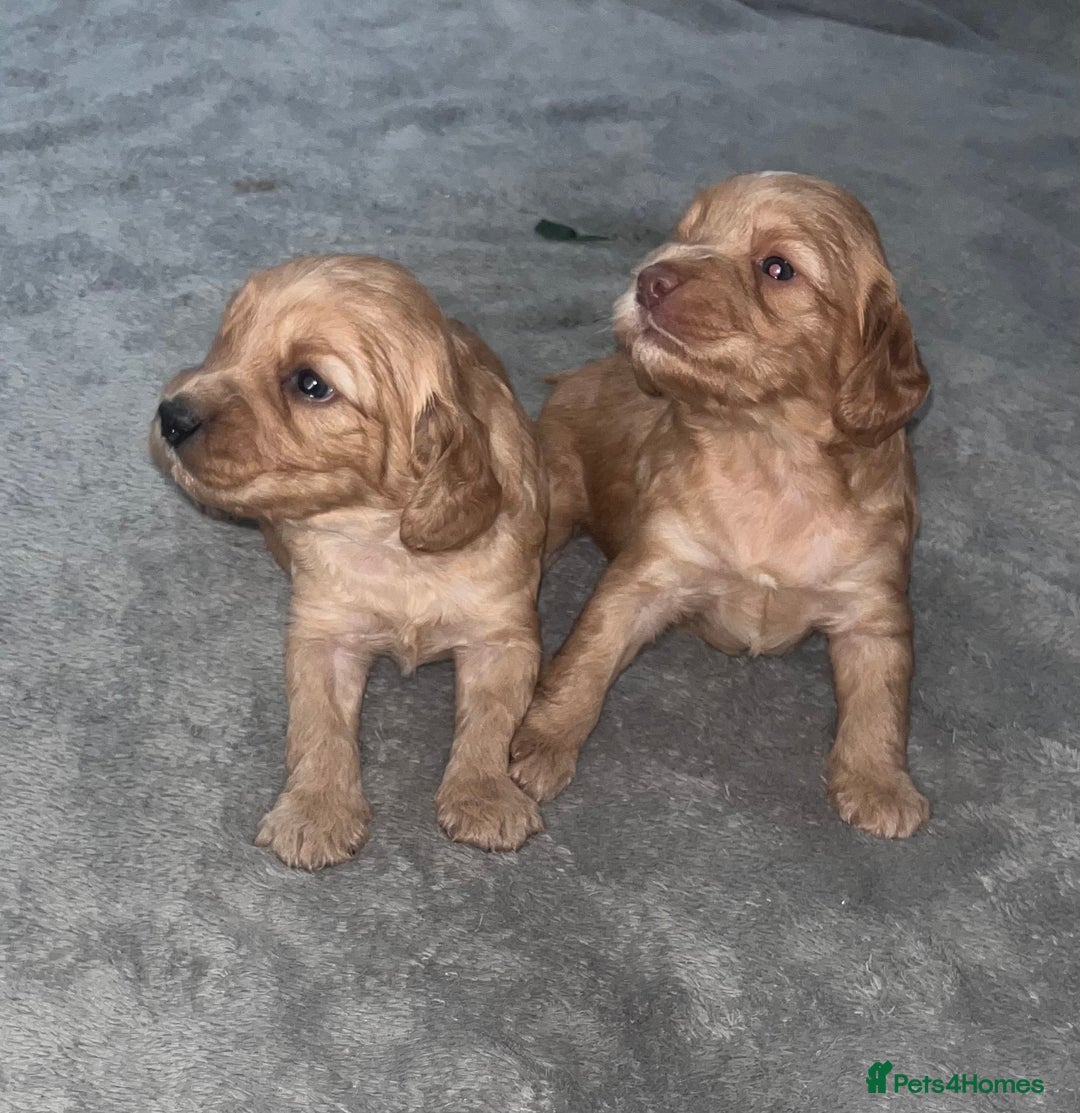 Cockapoo dogs for sale: F2 Cockapoos - Image 2