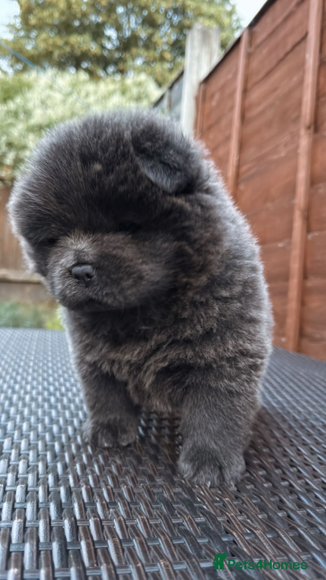 Chow Chow dogs for sale: 💫Stunning Chows Available 🥰❤️ - Image 26