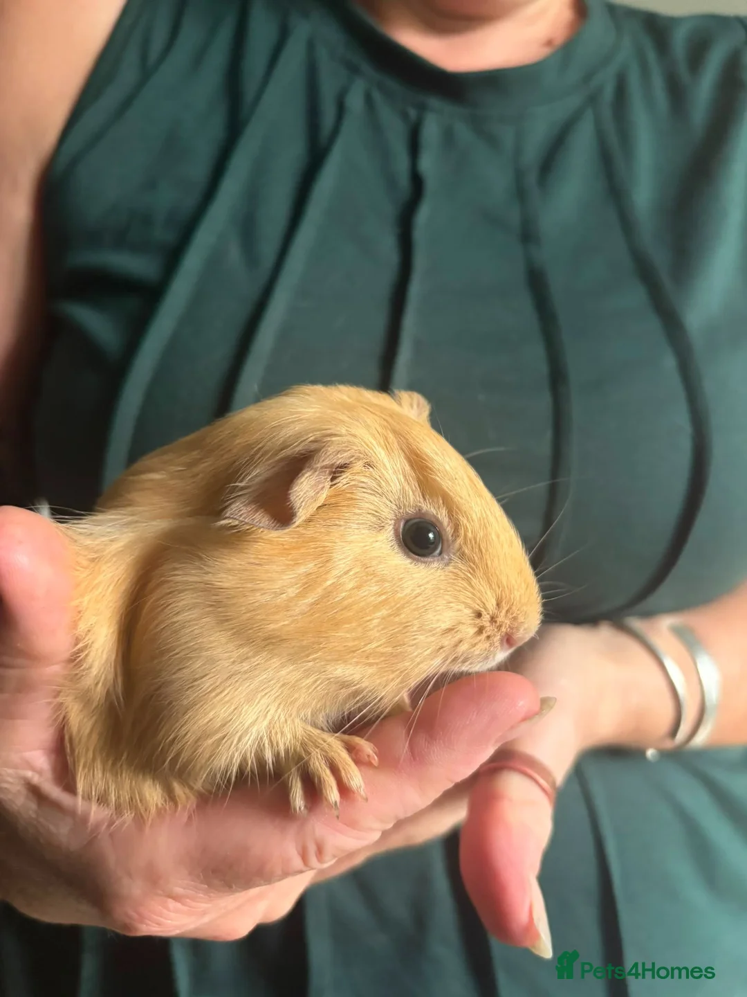 Guinea Pig rodents for sale: 3 female piggies - Advert 5