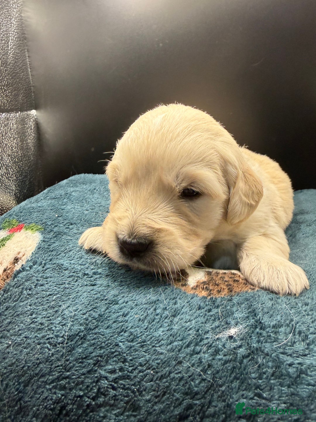 Golden Retriever dogs for sale: Stunning Golden Retrievers. 4 Boys / 4 Girls - Advert 10