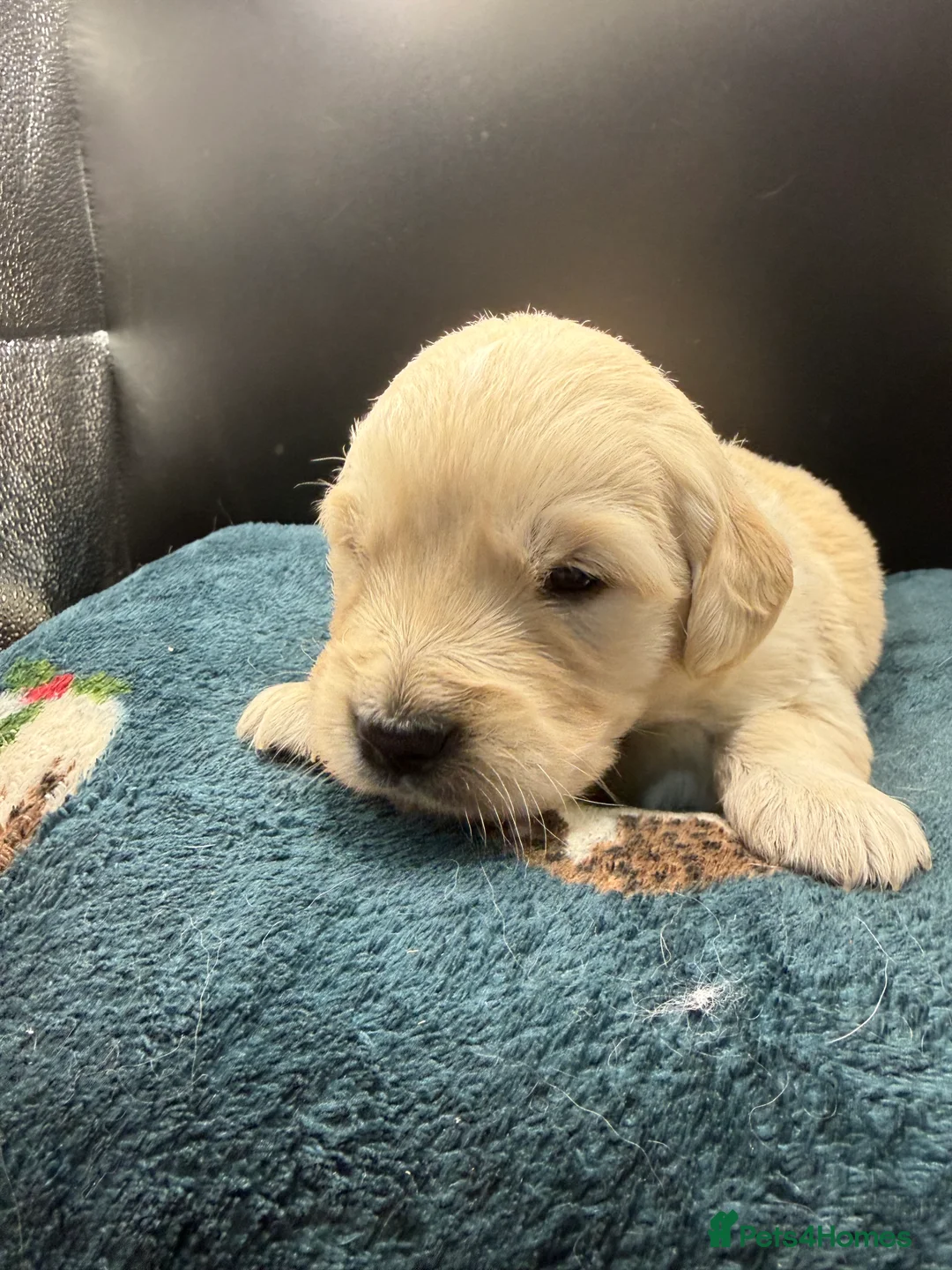 Golden Retriever dogs for sale: Stunning Golden Retrievers. 1 Boys / 1 Girls - Advert 10