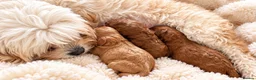 Cavapoo dogs for sale: Mum is a good natured apricot cavalier  - Advert 1
