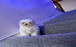 Maltese dogs for sale: Beautiful Korean Maltese 🤍🐶 - Image 5