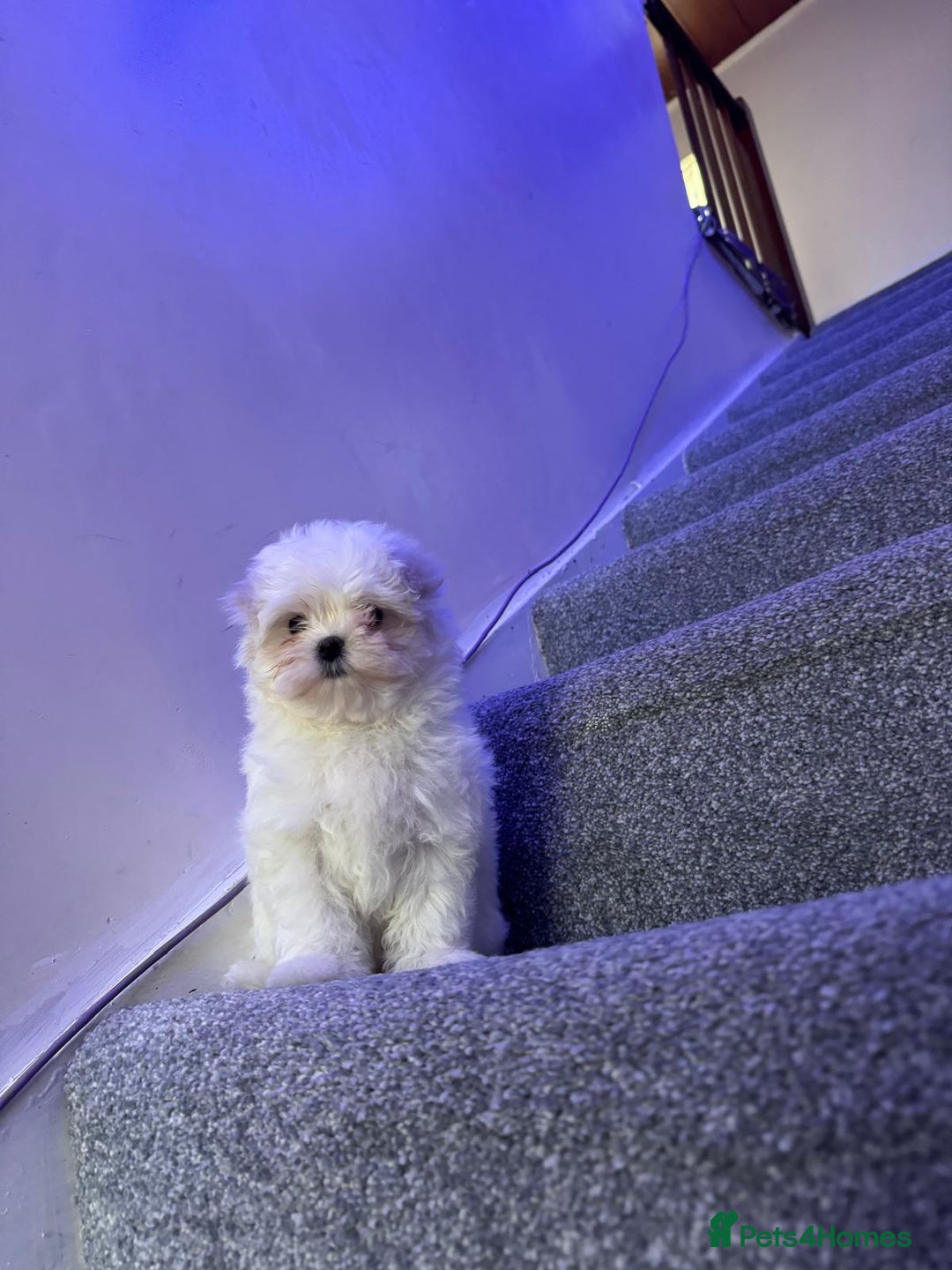 Maltese dogs for sale: Beautiful Korean Maltese 🤍🐶 - Image 5