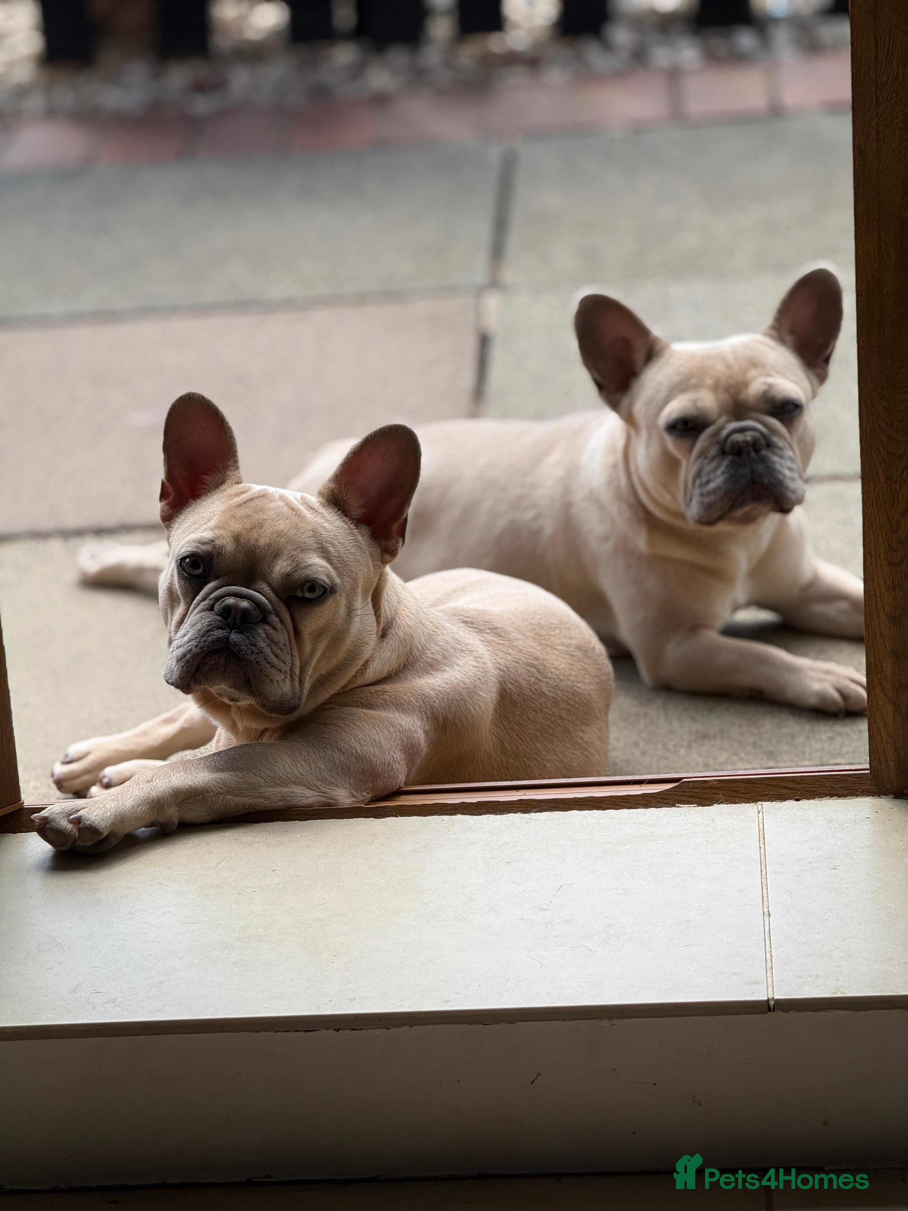 French Bulldog dogs French bulldog puppy announcement  - Advert 1