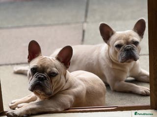 French Bulldog dogs French bulldog puppy announcement - Advert 1