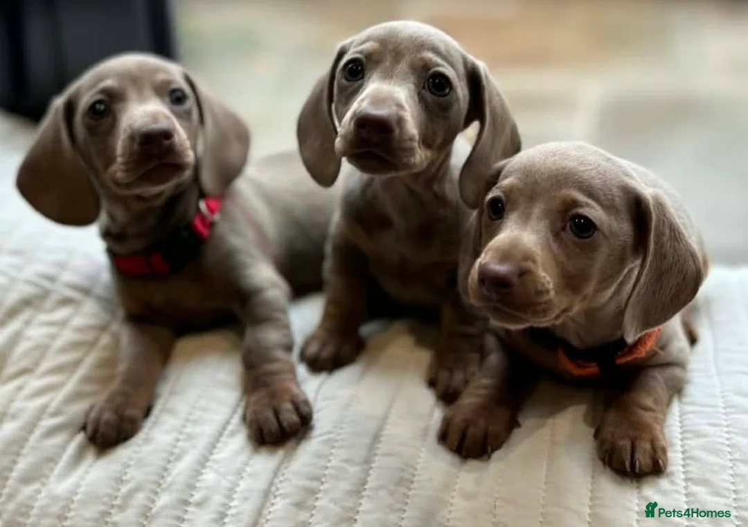 Miniature Dachshund dogs for sale: KC Miniature Isabella Dachshunds - Advert 2