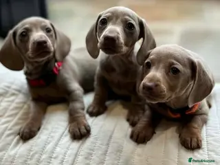 Miniature Dachshund dogs KC Miniature Isabella Dachshunds - Advert 14