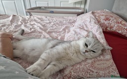 British Shorthair cats for sale: 4 British Short-hair kittens ready for new home💓 - Image 25