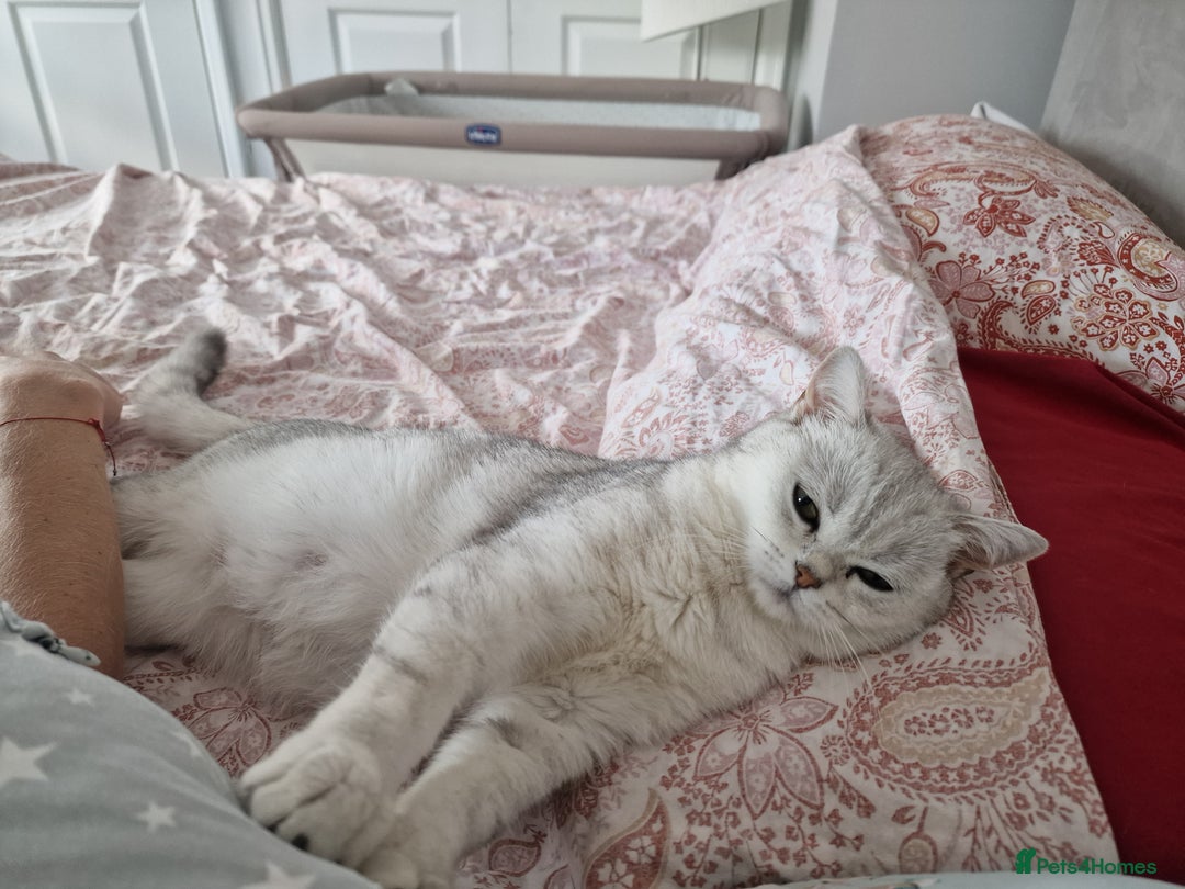 British Shorthair cats for sale: 4 British Short-hair kittens ready for new home💓 - Image 25