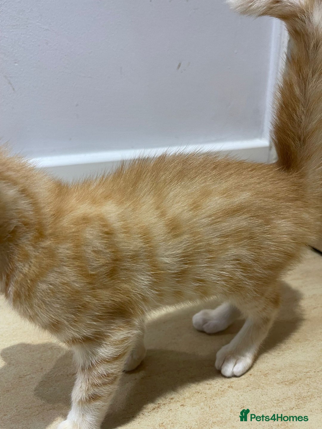 Mixed Breed cats for sale: Stunning Bengal Kittens - Advert 13